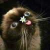 _cat_mint_