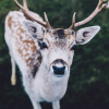 Cute deer.