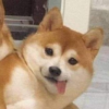 T_Terra