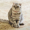 Автор Фанфиков.