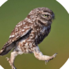 Owl.s Notes