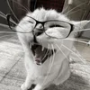 SenfoutER