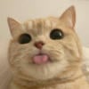 Kif_meow