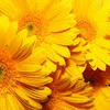 AnIcH_3