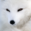 White___Fox
