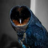 White Shadow - black light