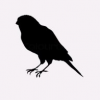 Warbler