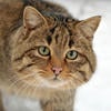 NNNyan