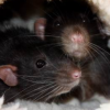Black Rat
