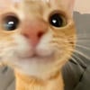 MEOW_WW