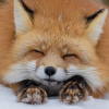 Sweet_foxy