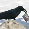 Crow with Crowbar