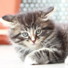 Catty Cat