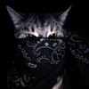 _darkwho_