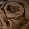 ЛэнивыйКотэ