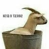 Товарищ Сова