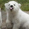 BadBear11