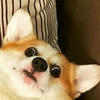 I_ShyFox_I