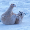 Arctic Bear