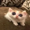 Майор Дуров омежка