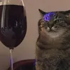 Кот боксёр
