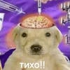 Куница Вещает
