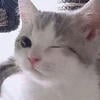 Nekodeka