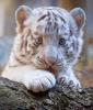 whittiger