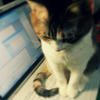 attss_ukko
