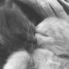 tiny kitty