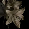 Вялая.лилия