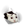 Кислотный_Кот