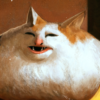 Жирный Кошара