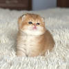 Pom_ponchik