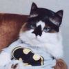 Cat Knight