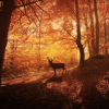 evergreen_forester