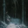 Arrowwood