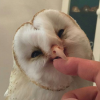 _Sleepy_Owl_