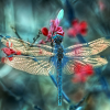Dragonfly in Amber