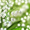 Convallaria majalis