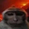 Ёж дикий