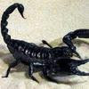 Black-Scorpio