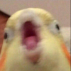 phoenix77