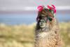 Horny_teen_Lama