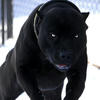pitbul_black