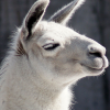 lama39rus