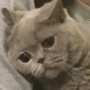 Чел для чела