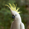 Birdlover