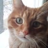 Рыжий котейка