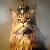 Writer_CatsCR